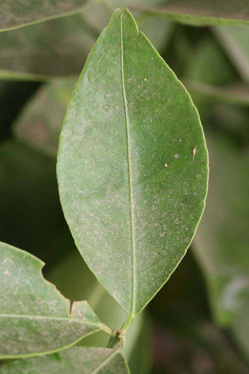              Unifoliolate leaf (Riverside, CA)       